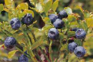 bilberry_fruits